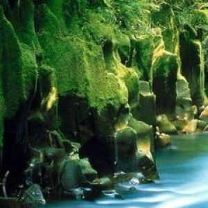 Riacho Florestal Sereno