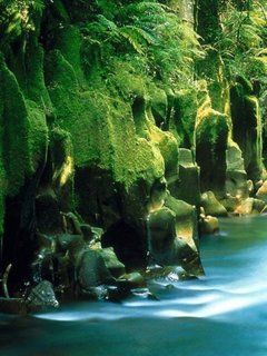 Riacho Florestal Sereno