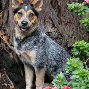 Cão Feliz Entre Flores