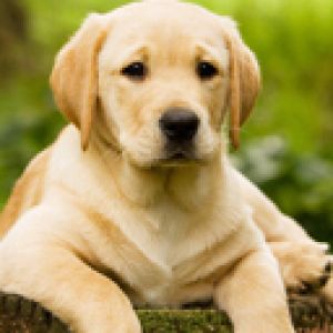 Filhote de Labrador Fofo