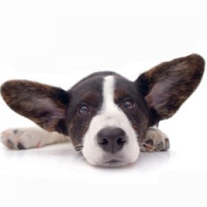 Cachorro Fofo com Grandes Orelhas