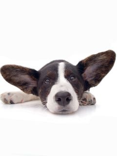 Cachorro Fofo com Grandes Orelhas