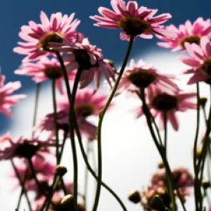 Lindas Flores Rosas