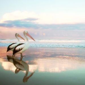 Pelicanos na Praia