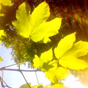 Folhas Amarelas Vibrantes