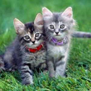 Gatinhos Fofos Brincando Juntos