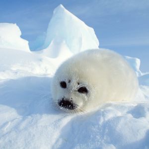 Foca Bebê Fofa no Gelo