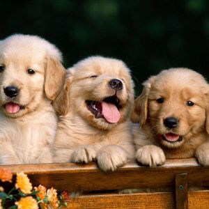 Filhotes de Golden Retriever
