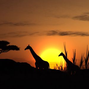 Silhueta de Girafas ao Pôr do Sol