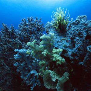 Recife de coral vibrante subaquático