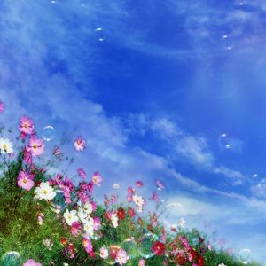 Campo de Flores Coloridas
