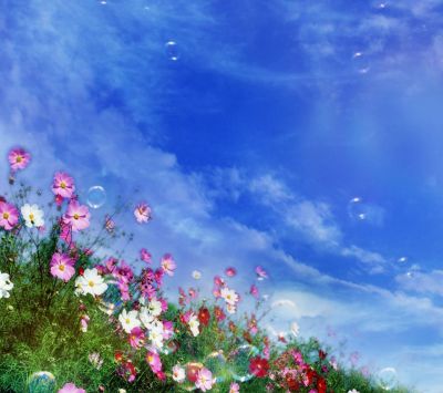 Campo de Flores Coloridas