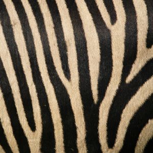 Padrão de Listras de Zebra