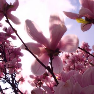 Lindas Flores de Magnolia Rosa