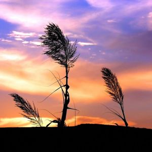 Silhueta de Grama ao Pôr do Sol