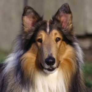 Lindo Cão Collie