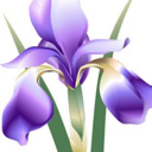 Linda Flor de Íris Roxa