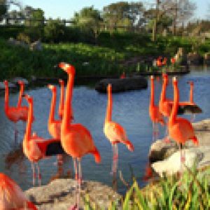 Flamingos Vibrantes à Beira da Água
