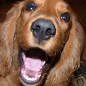 Cocker Spaniel Dourado Feliz