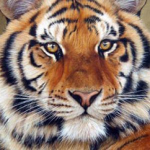 Retrato de Tigre Majestoso