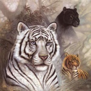 Tigres e pantera majestosos