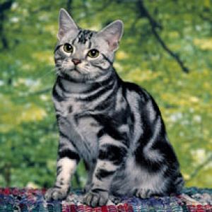 Gato Tabby Prateado Fofo