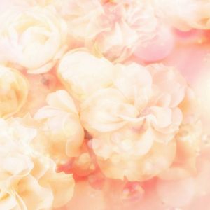 Fundo Floral Rosa Suave