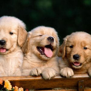 Filhotes de Golden Retriever
