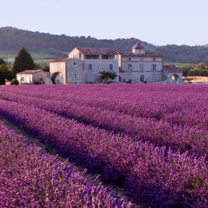 Campos de Lavanda na Provença