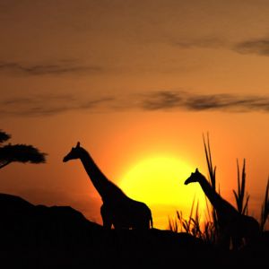 Silhueta de Girafas ao Pôr do Sol