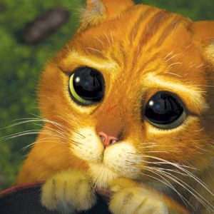 Gato Fofo com Olhos Grandes