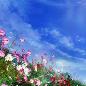Campo de Flores Coloridas