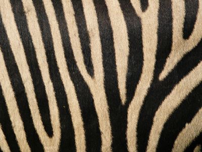 Padrão de Listras de Zebra