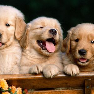 Filhotes de Golden Retriever