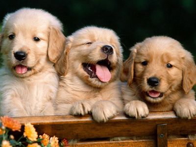 Filhotes de Golden Retriever