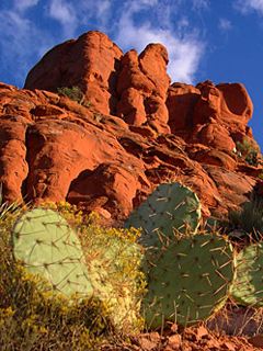 Paisagem desértica com cactos