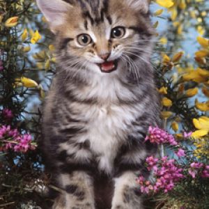 Gatinho Fofo nas Flores