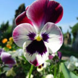 Flor de Pensamento Vibrante