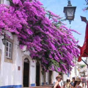 Bougainvília Vibrante em Flor