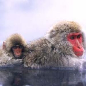 Macacos da Neve em Fontes Quentes