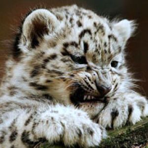 Filhote de Leopardo das Neves