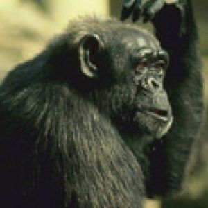 Chimpanzé Pensativo