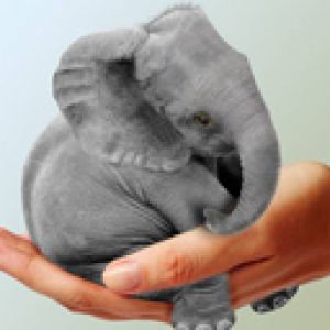 Elefante Bebê Fofo