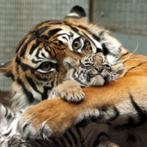 Tigre e Filhote