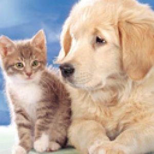 Filhote e Gatinho Fofo