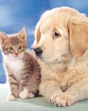 Filhote e Gatinho Fofo