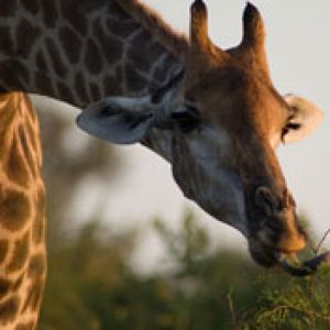 Girafa Comendo Folhas