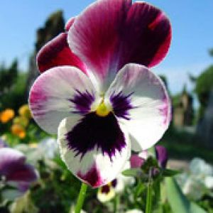 Linda Flor Pansy