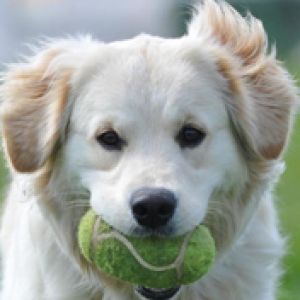 Cachorro fofo com bola de tênis