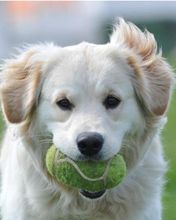 Cachorro fofo com bola de tênis